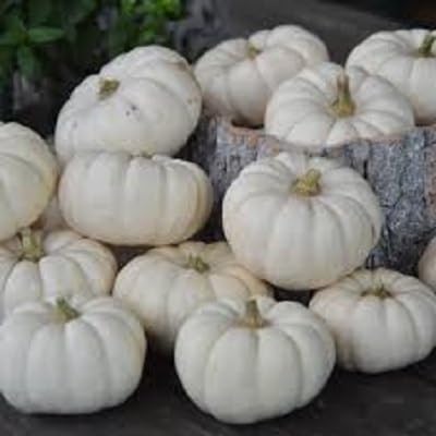 white pumpkin vegetable seeds