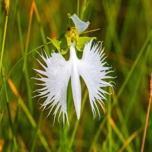 Egret Orchid Flower Seeds