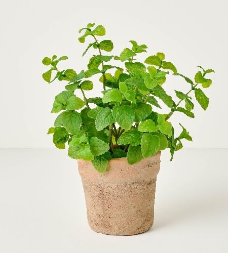 Mint Plant Seeds herb seeds - terrace planting, organic garden seeds
