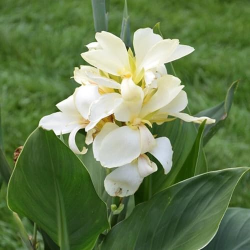White Canna Edulis Flower Seeds
