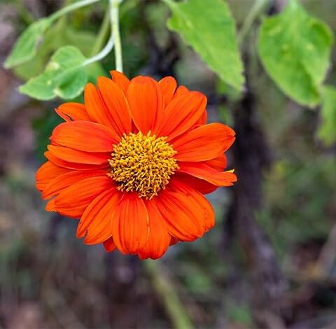 orange tithonia flower seeds