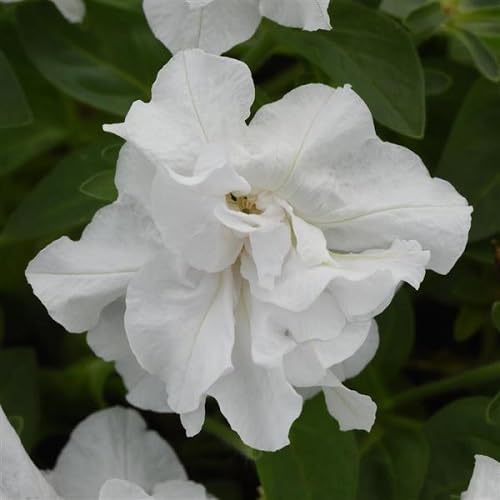 White Double Petunia Flower Seeds