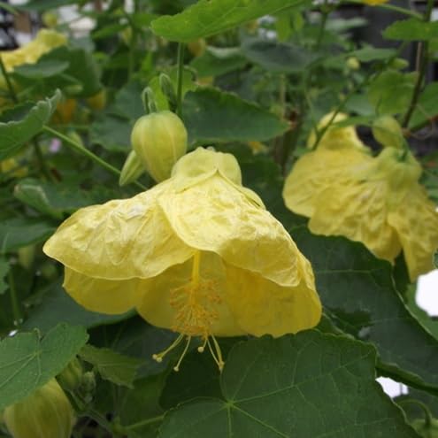 Yellow Abutilon Striatum Flower Seeds