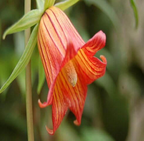 Orange Canarina Flower Seeds