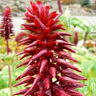 Red Melianthus Flower Seeds