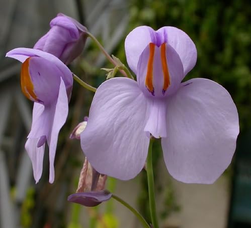 Utricularia Flower Seeds 