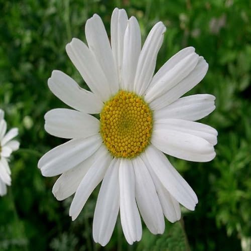 Pyrethrum Flower Seeds