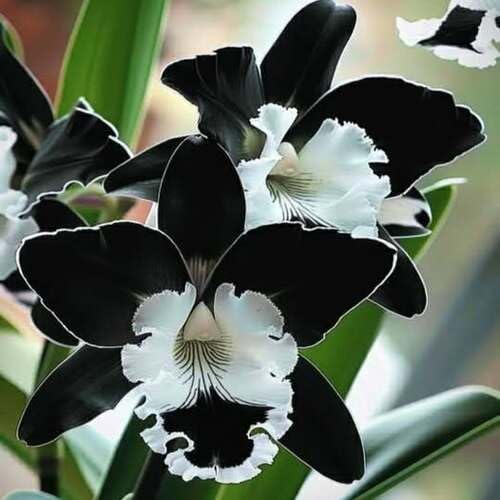 White Black Phalaenopsis Orchids Flower Seeds