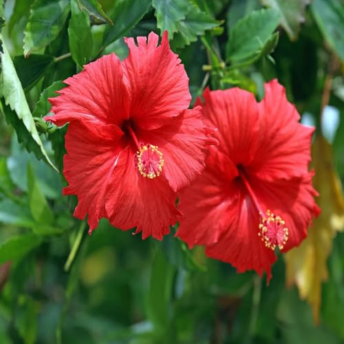 Red PC Hibiscus Flower Seeds