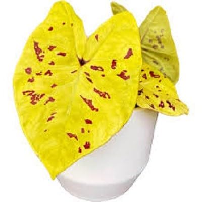Yellow Caladium Flower Seeds