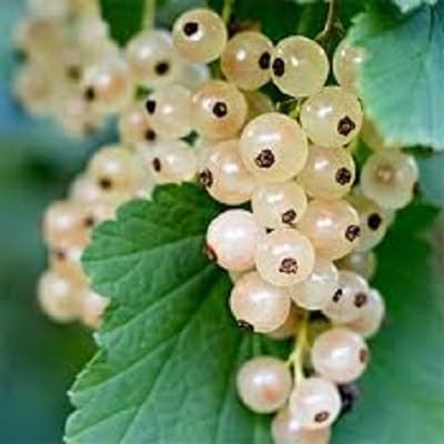 White Gooseberry fruit seeds for organic garden planting