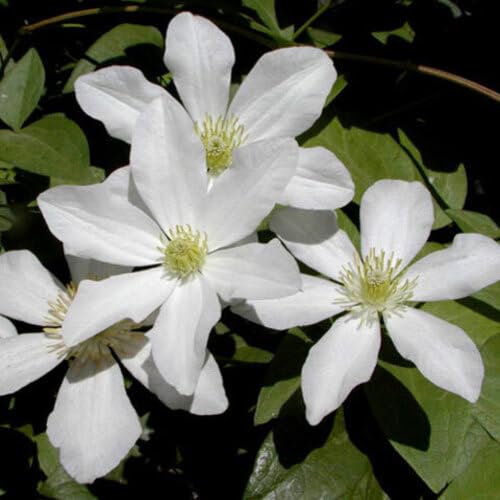 White Clematis Autumn Flower Seeds