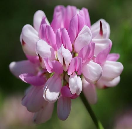 Coronilla Varia Flower Seeds