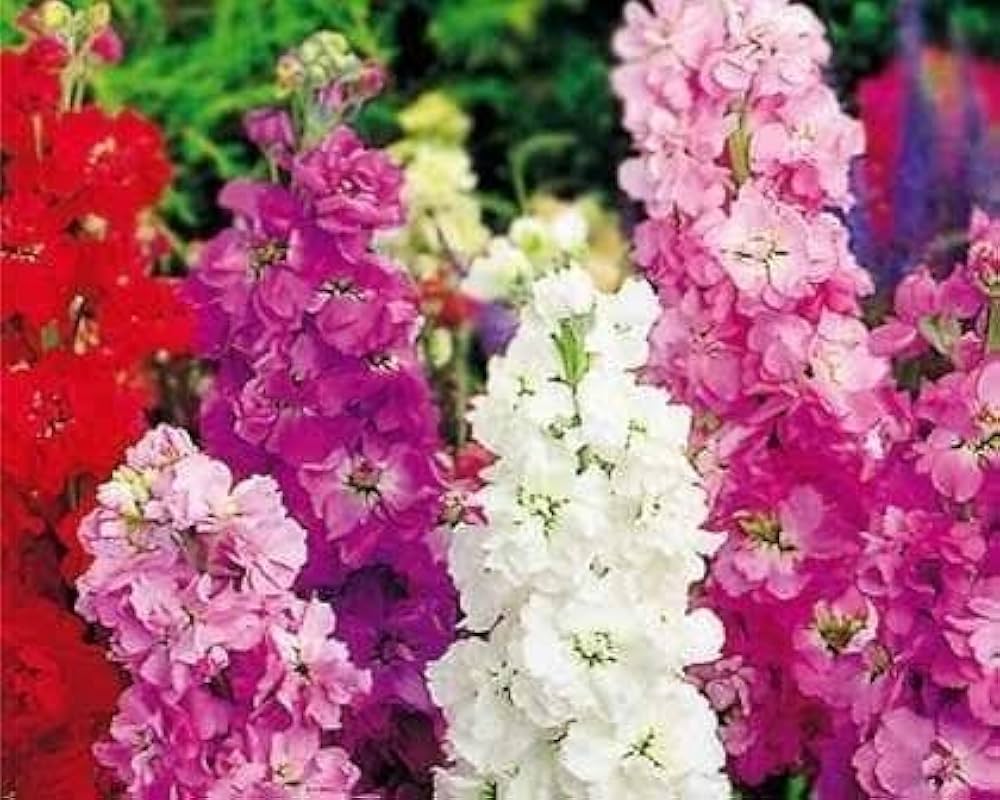 Viola Flower Garden Perennial Matthiola Incana Flower Seeds