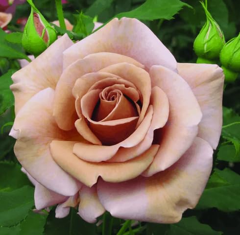 Lavender Brown Amnesia Rose Flower Seeds