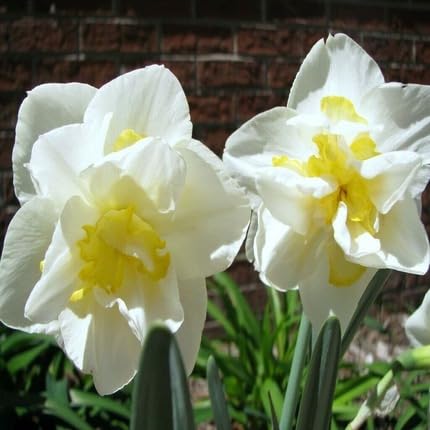 White Daffodil Flower Seeds