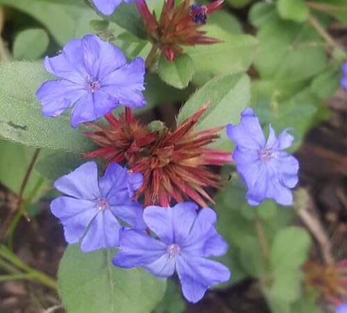 Purple Ceratostigma Plumbaginoides Flower Seeds
