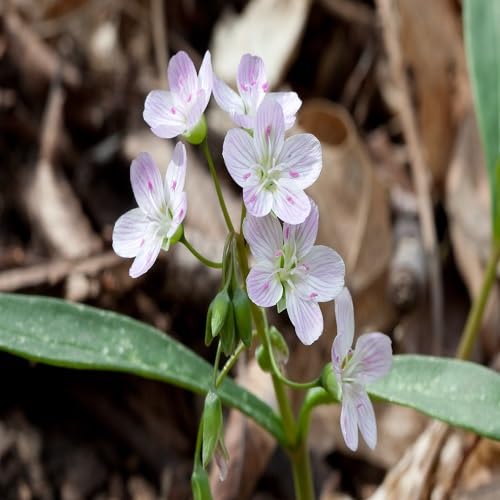 Claytonia Flower Seeds