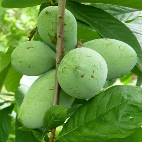 Green Asimina Fruit Seeds Fruit Seeds for Fruit