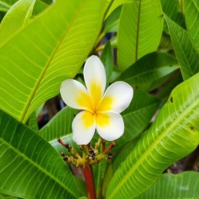 White Plumeria Flower Seeds