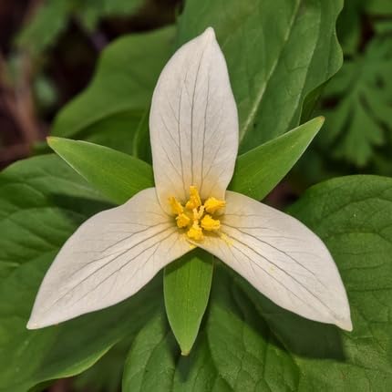 White Trilium Flower Seeds