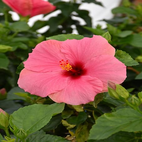 Pink Hibiscus Flower Seeds