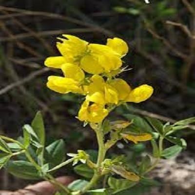 Yellow Lathyrus Odoratus Flower Seeds
