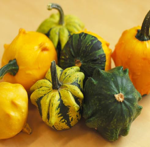 Mixed Daisy Gourd vegetable seeds for Home Gardening, Premium Kitchen Garden Planting for kitchen garden planting