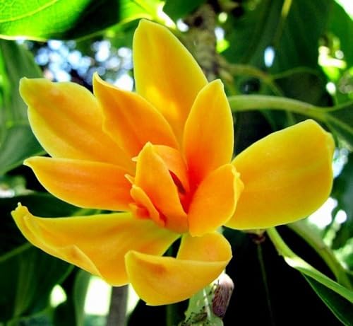 Yellow Champa Flower Seeds