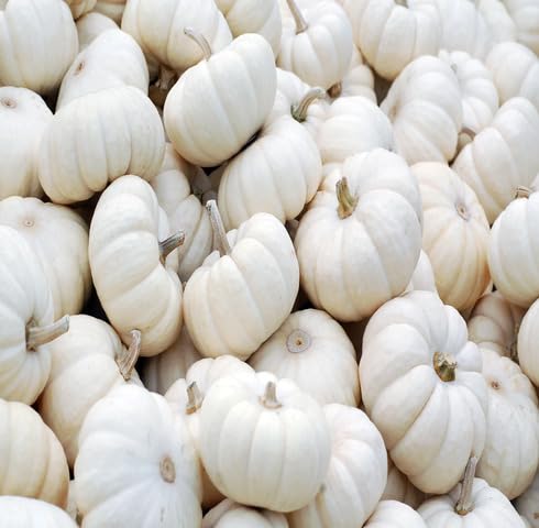 White Pumpkin vegetable seeds vegetable seeds for Home Gardening, Heirloom, Non-GMO, High Premium for kitchen garden planting