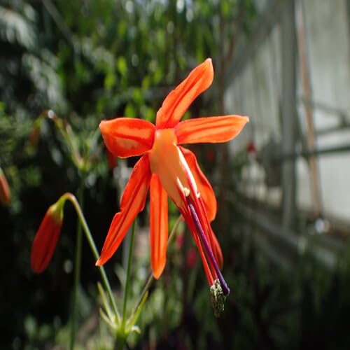 Bessera Flower Seeds
