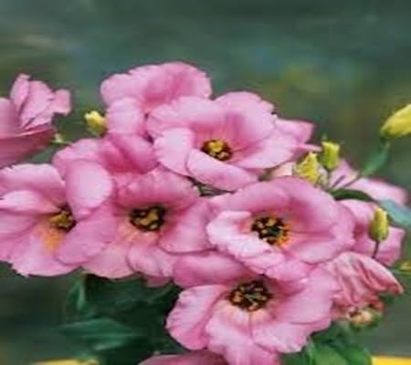 Lisianthus Flower Seeds