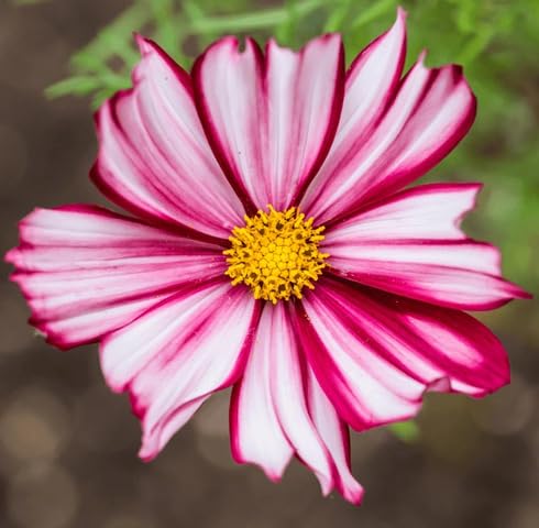 Pink White Cosmos Flower Seeds
