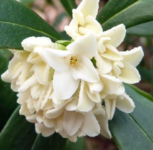 White Daphne Odora Flower Seeds