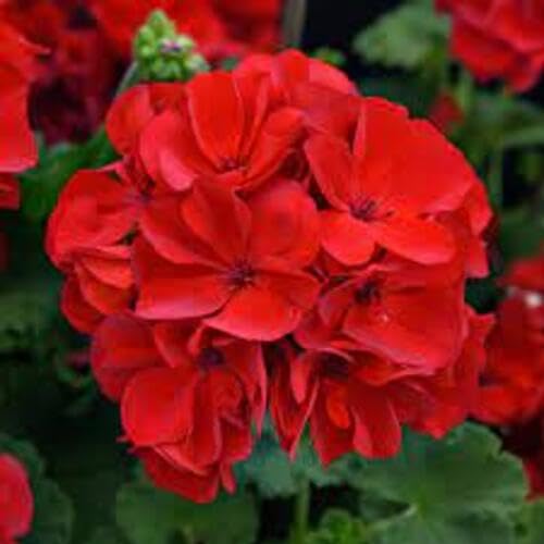 Red Geranium Flower Seeds