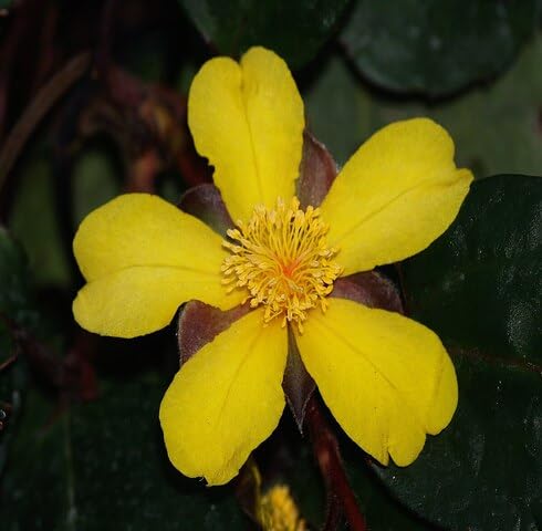Yellow Guinea Flower Seeds