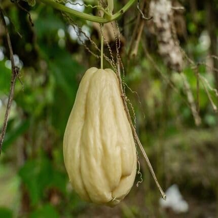 Chayote White vegetable seeds for Home Gardening, Heirloom, Non-GMO, High Germination for kitchen garden planting
