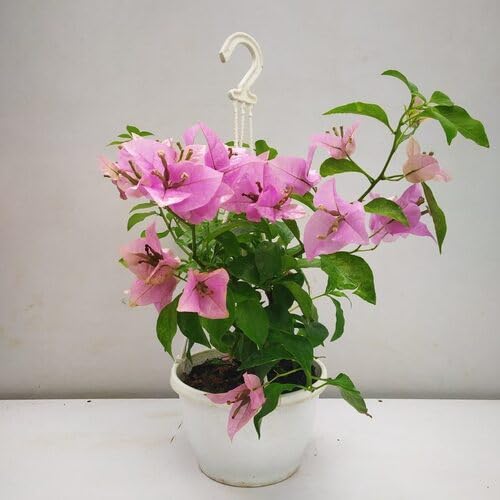 Pink Light Bougainvillea Flower Seeds