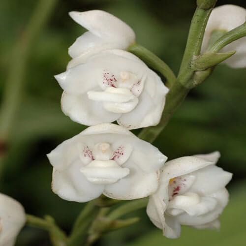 White Peristeria Flower Seeds