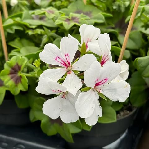 Ivy Geranium Flower Seeds
