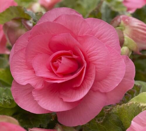 Pink Giant Begonia Flower Seeds