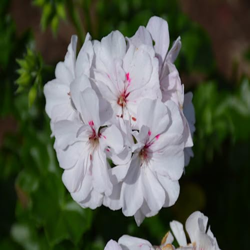 White Pelargonium Peltatum Flower Seeds