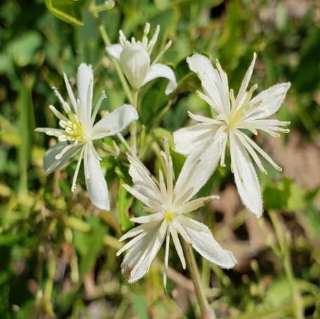 White Clematis ligusticifolia Flower Seeds