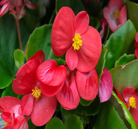 Begonia Flower Seeds
