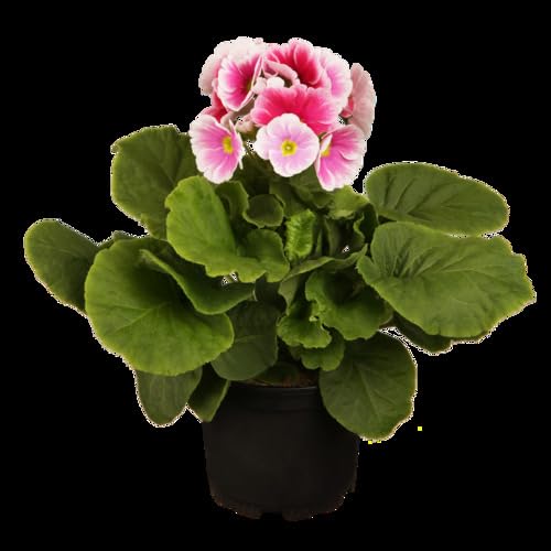 Pink Obconica Flower Seeds