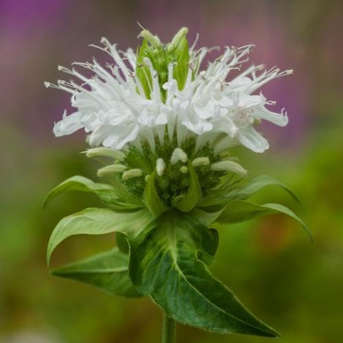 white monarda flower seeds