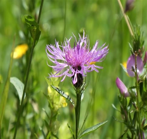 Centaurea Flower Seeds