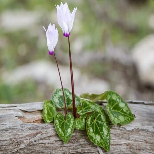Cyclamen Flower Seeds