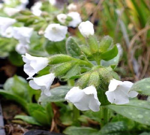 White Sissinghurst Flower Seeds