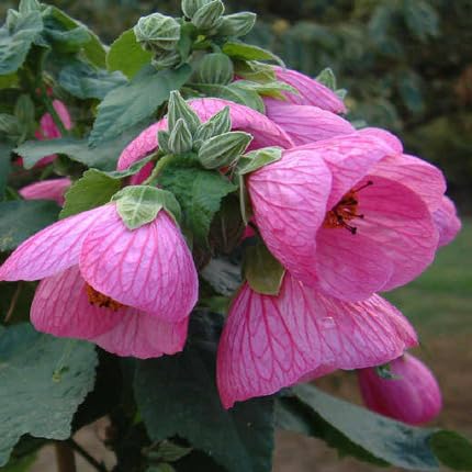 Pink Abutilon Flower Seeds